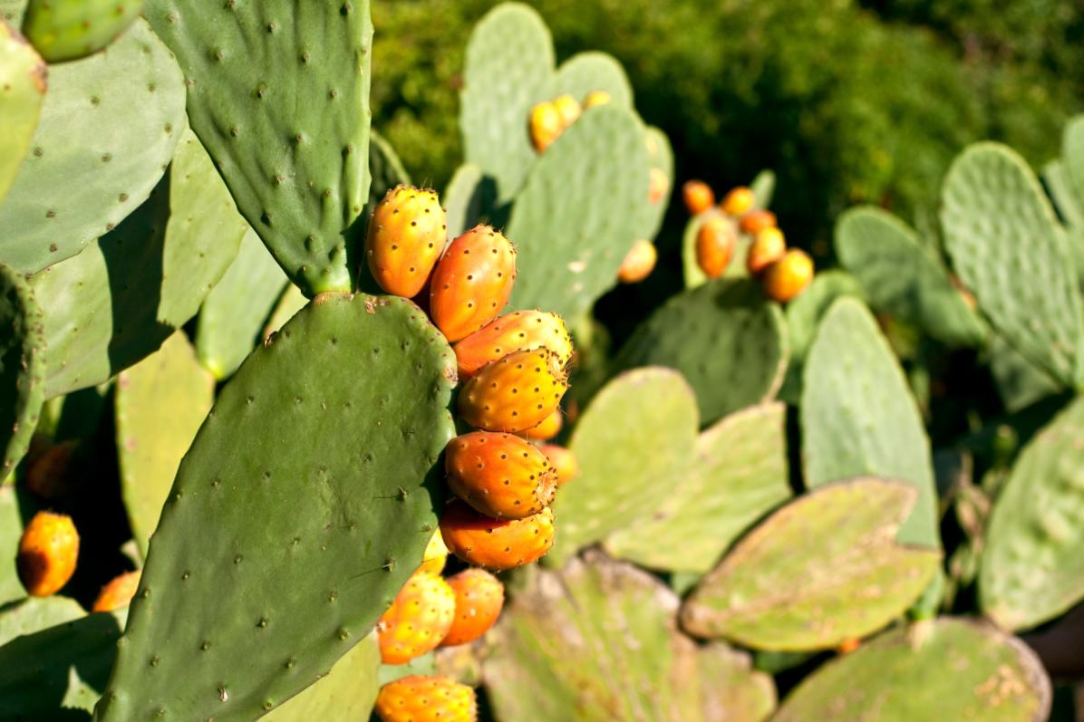 Fatty plants that know how to resist hot and drought