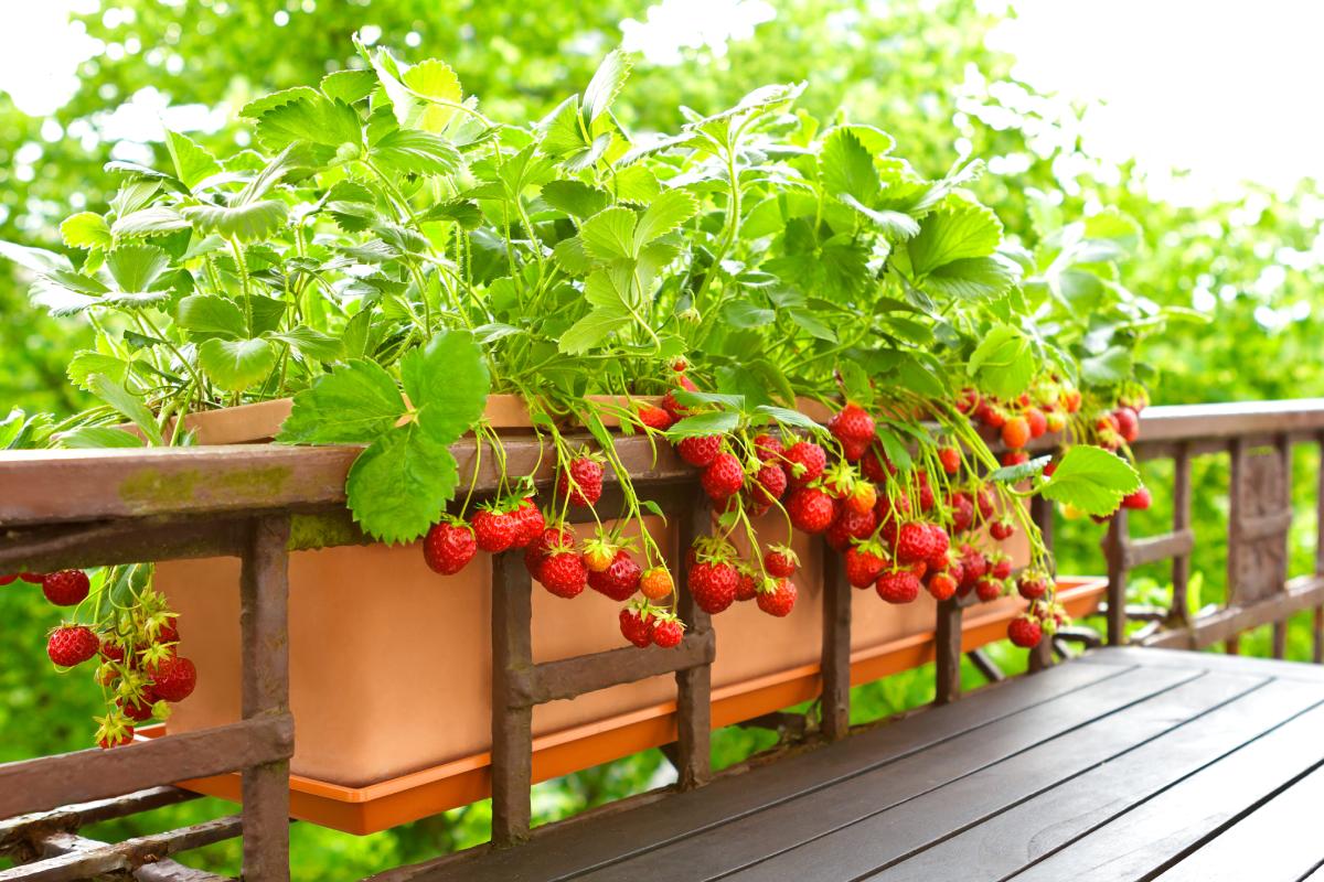 The 5 best crops in June on the terrace
