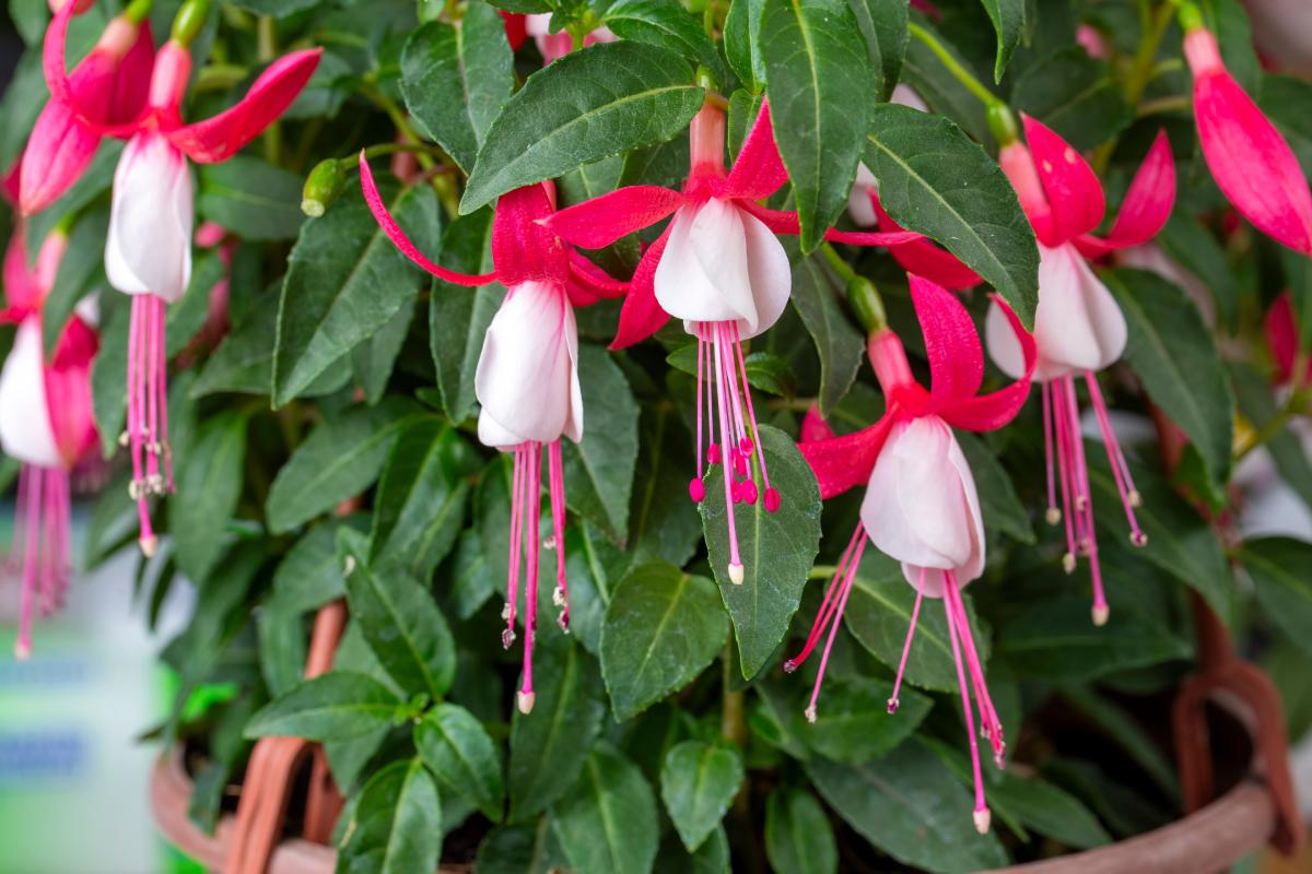Fuchsia, hibiscus.