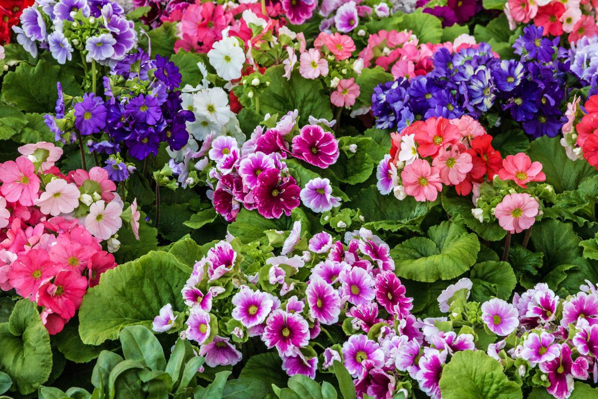 Natural ingredients for plants