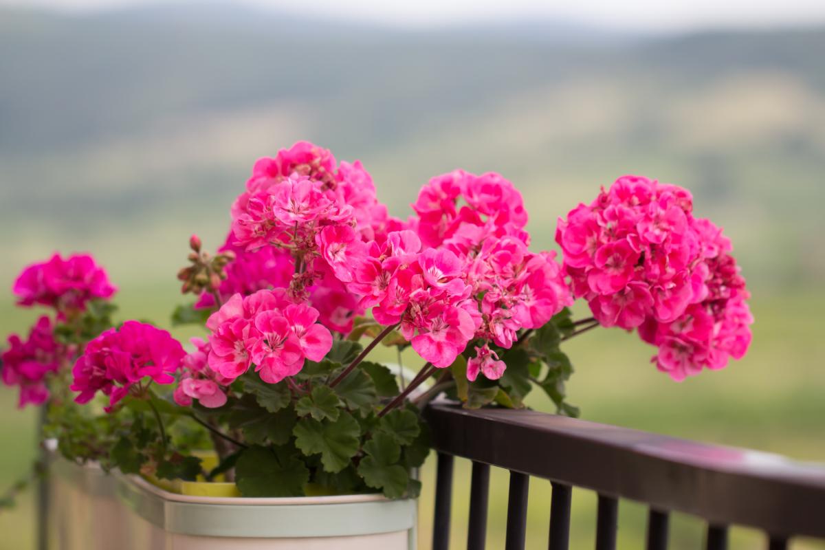 The 5 errors that ruin geraniums: here's how to avoid them