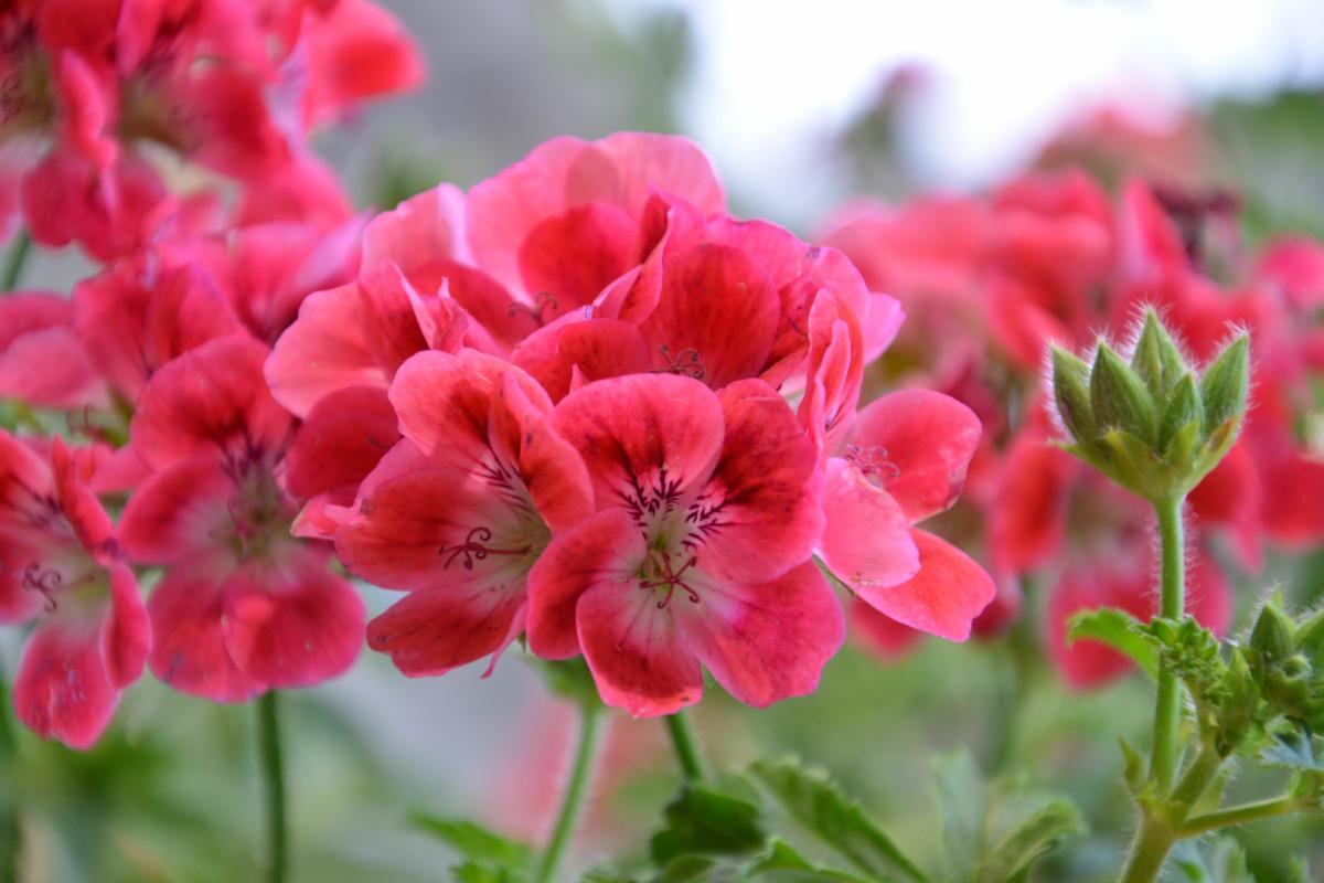 Plants that purify the environment