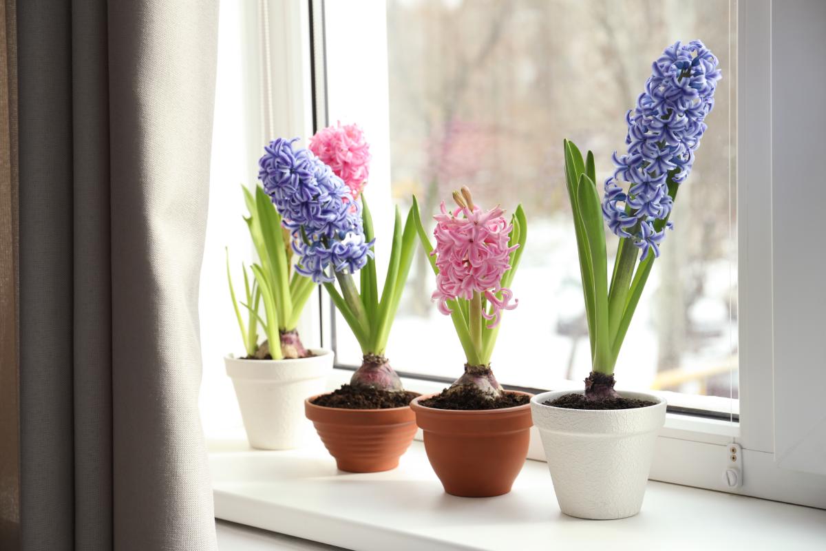 The cultivation of the hyacinths in the house: the errors not to be made