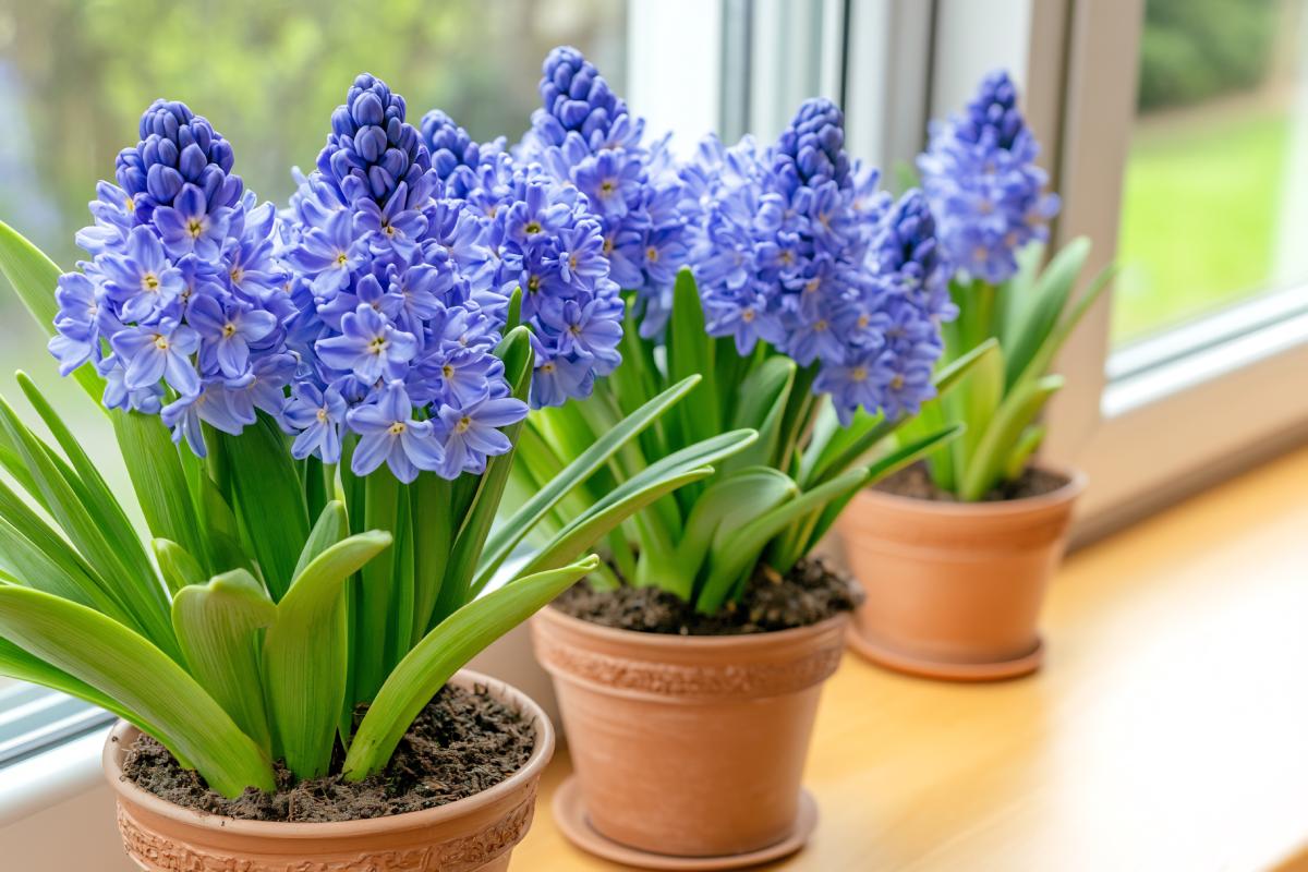 Scepheted hyacomas in the house: how to cultivate them in a vase without errors