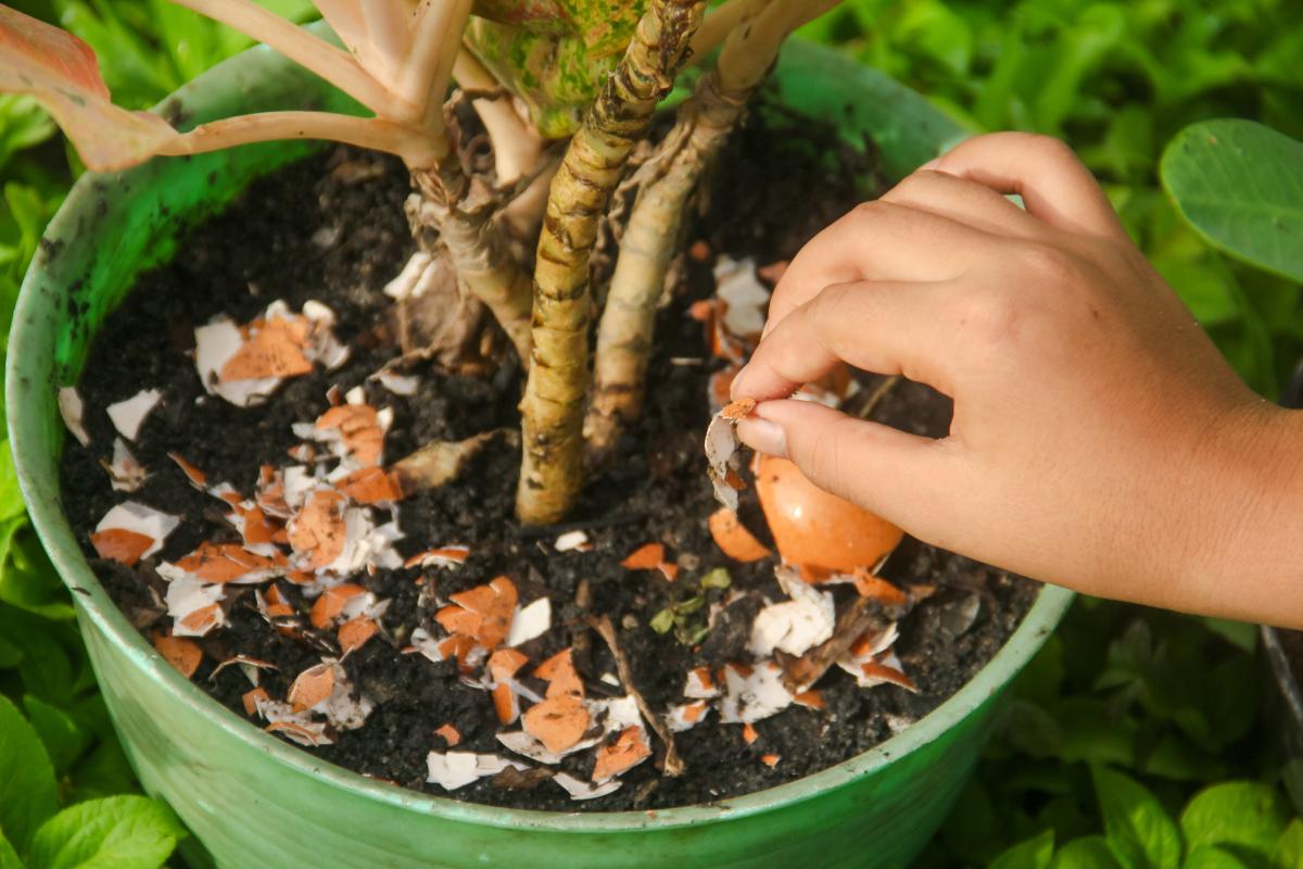 The really effective natural fertilizers