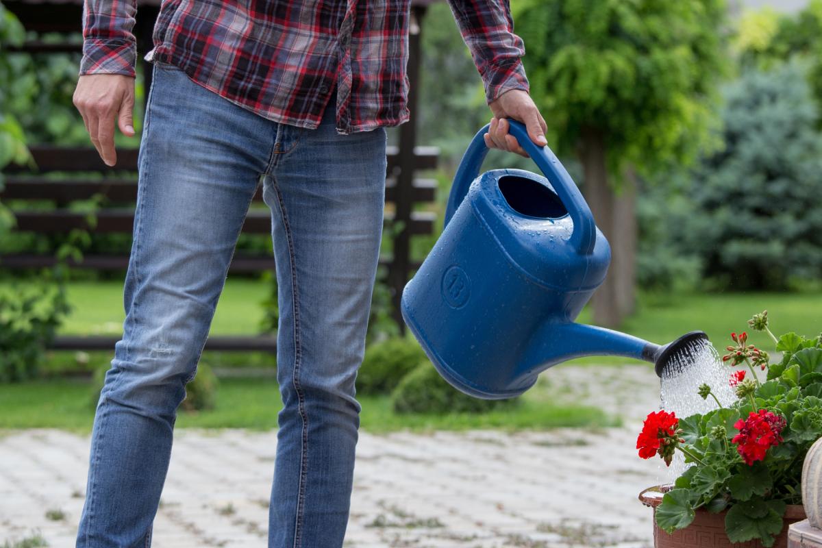 How to treat geraniums without errors