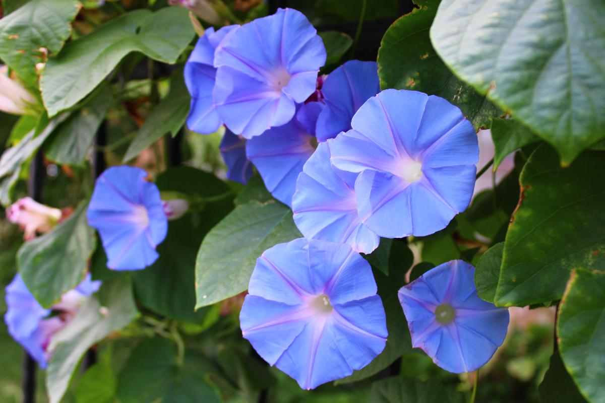 How to cultivate hypomea: the climbing that flourishes wonderfully