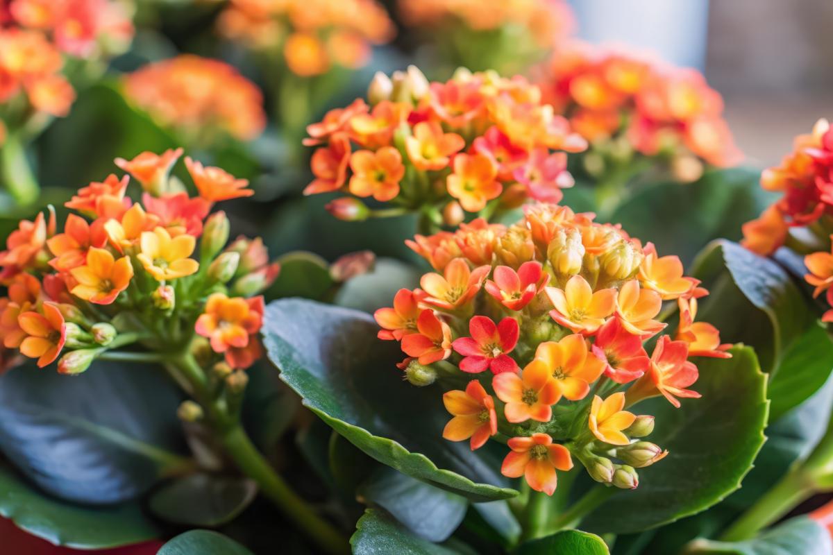 Fatty plants with beautiful flowers