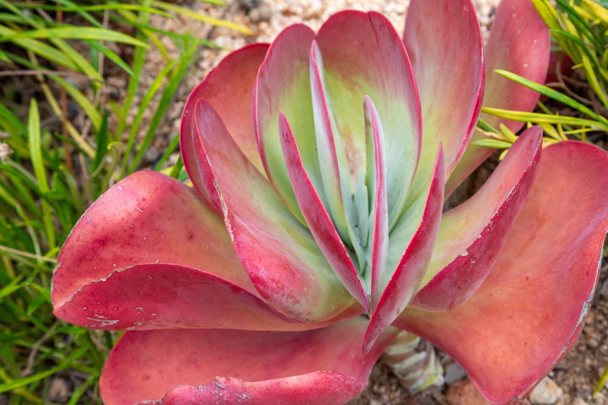 The succulent that in the heat change appearance