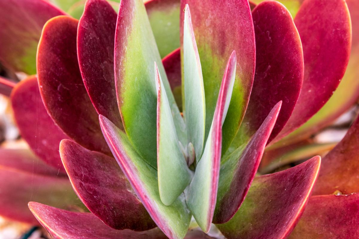 Succulent plants that change color with the sun