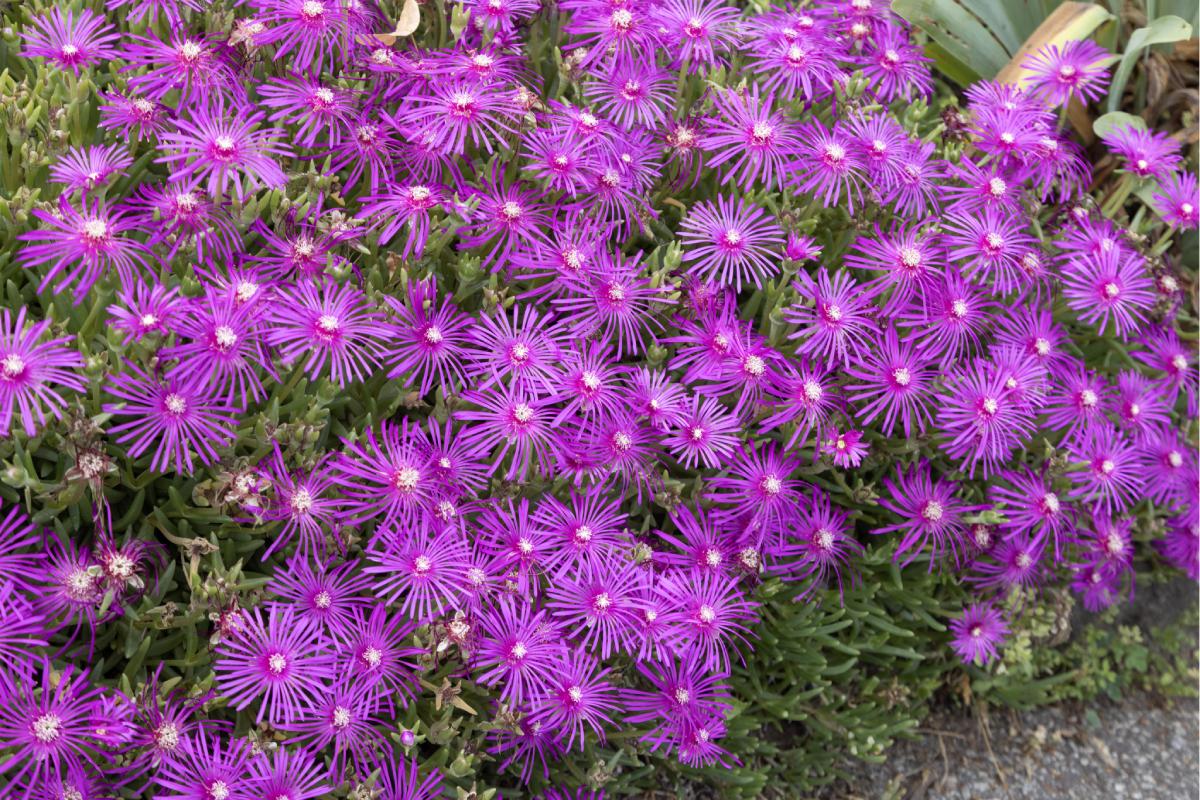 Fatty plants with beautiful flowers