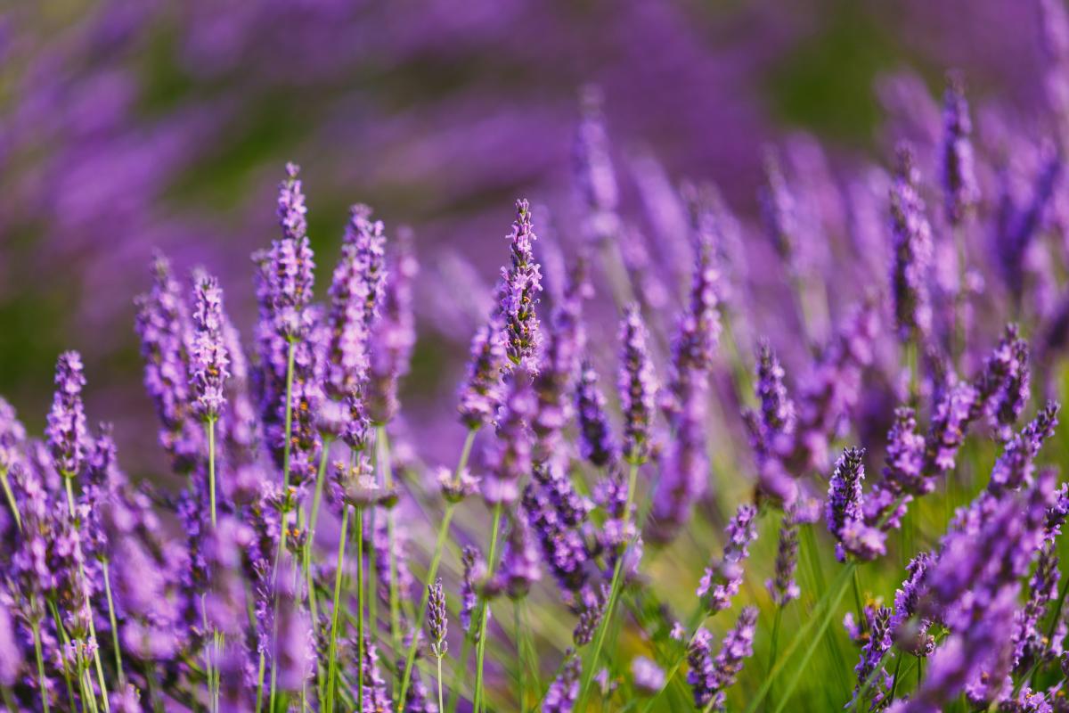DIY natural fertilizers
