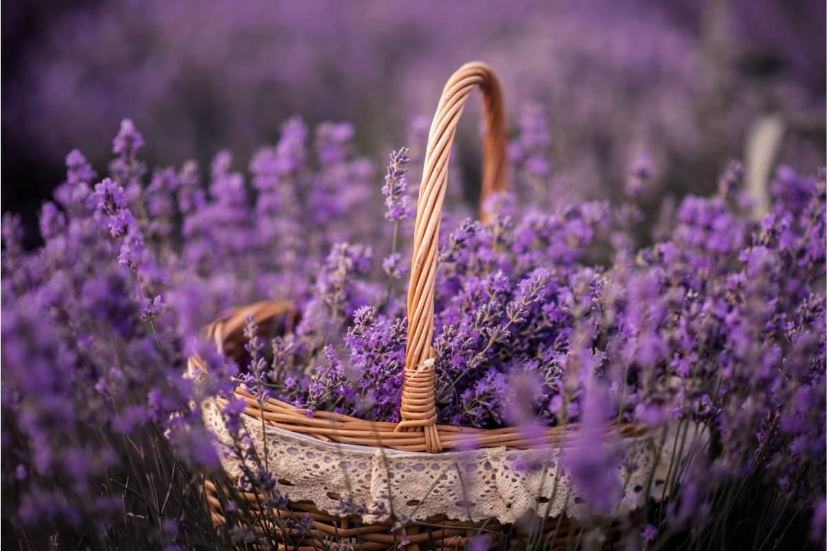 Prune and propagate lavender in late May