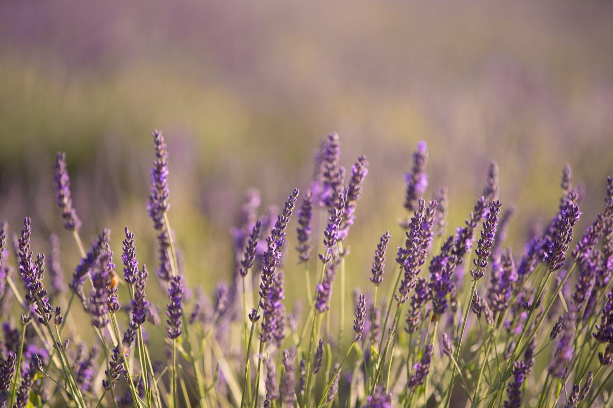Natural remedies against mosquitoes