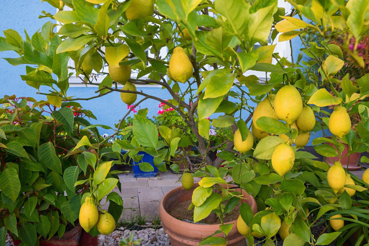 Eliminate lemon from vase aphids