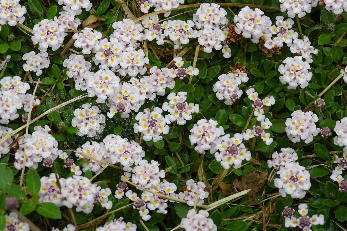 The most beautiful sun upholstery plants