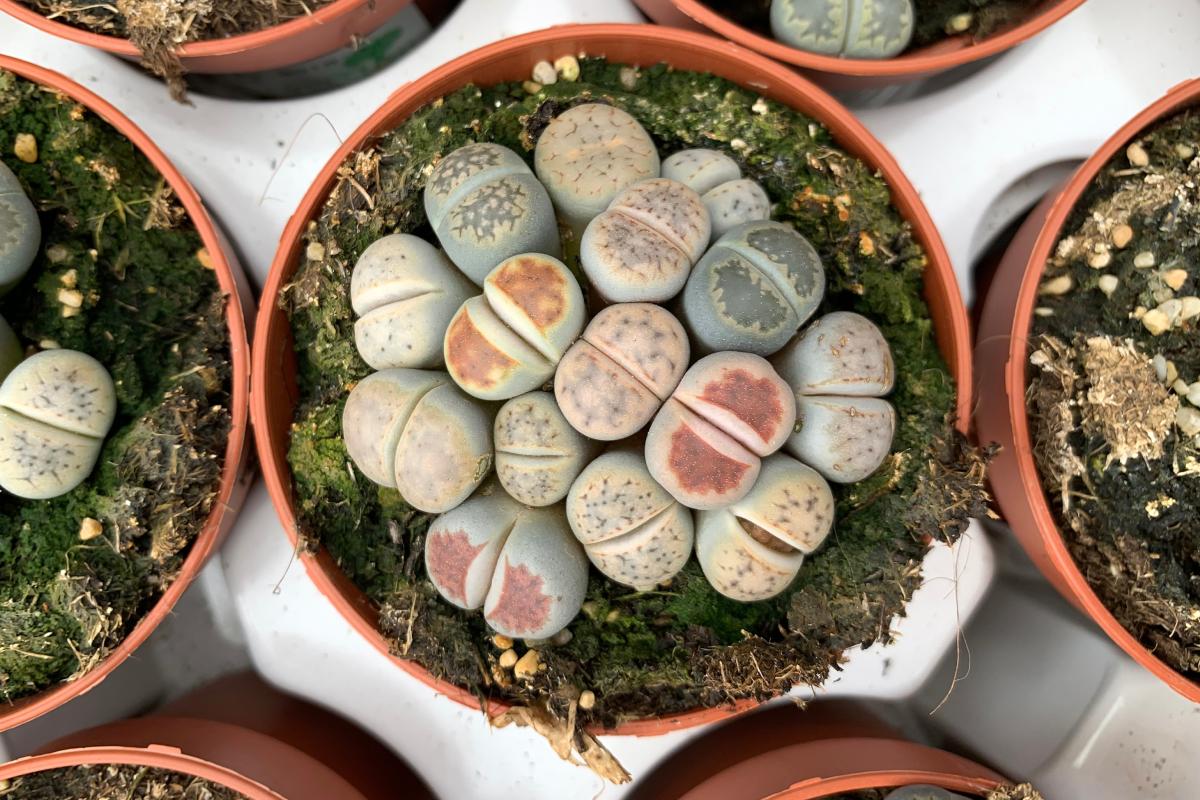 5 fatty plants to create small green spaces in the house