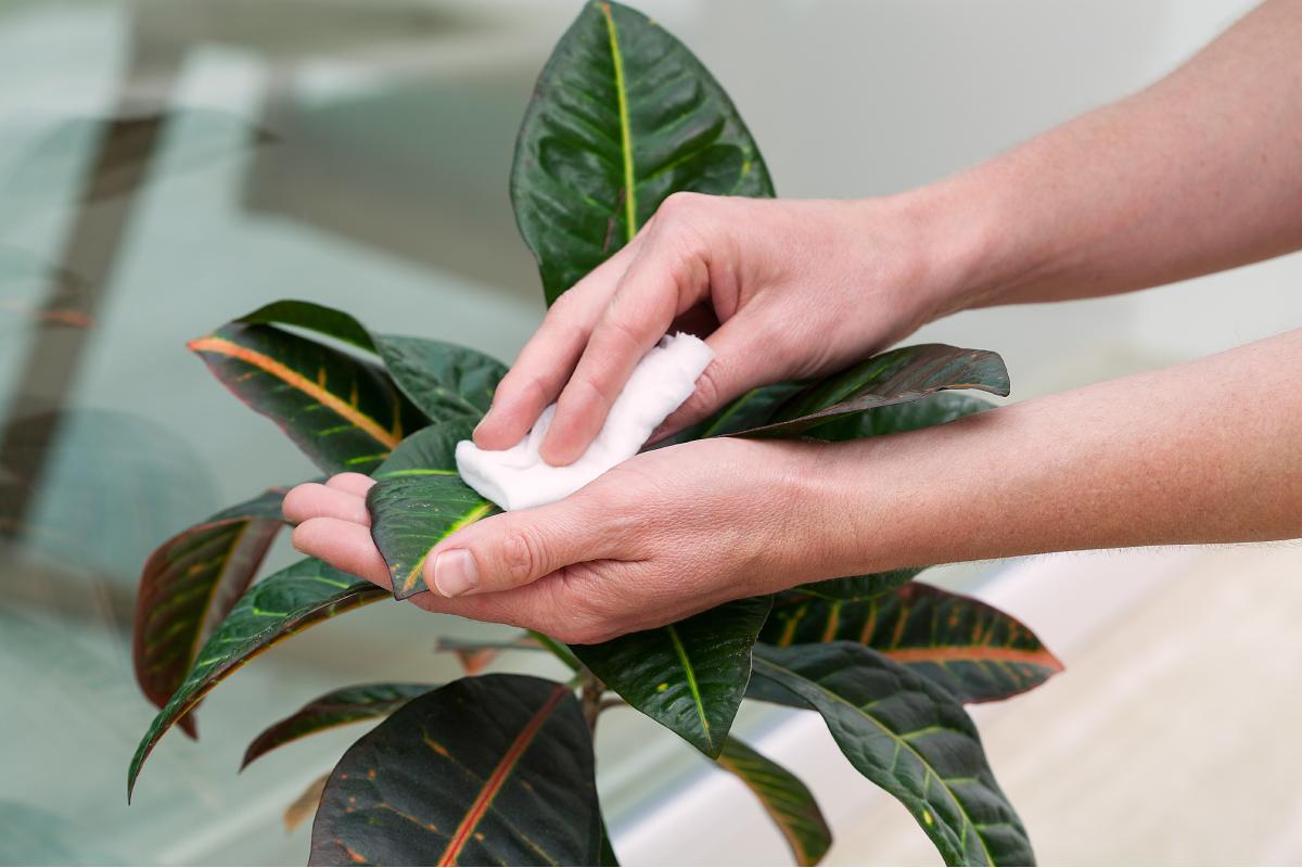 How to polish the leaves of internal plants
