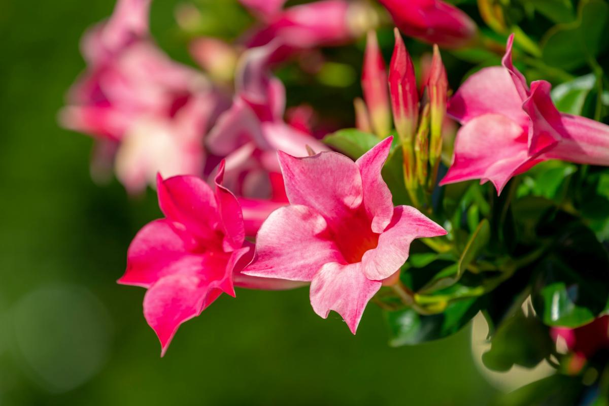 When to repotting the Mandevilla