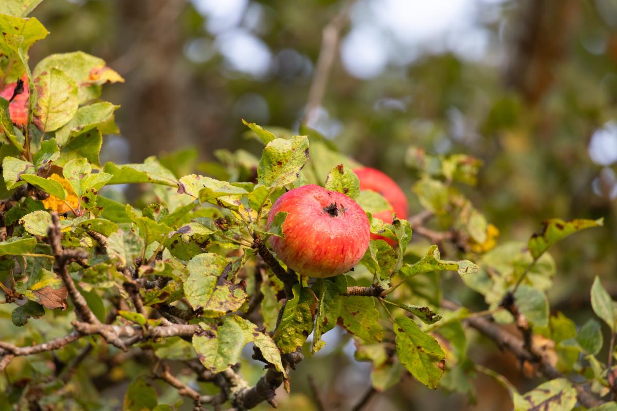 Melle in danger: discover the tiny insect that destroys the leaves