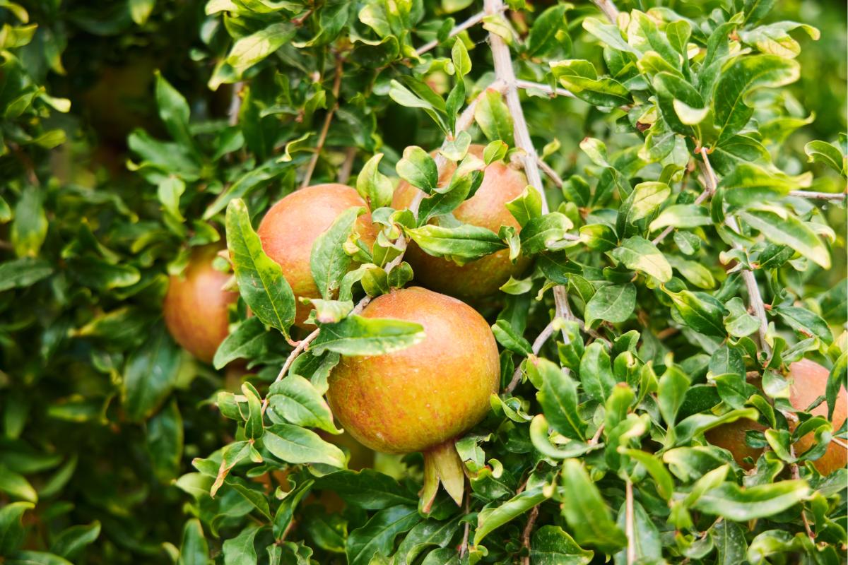 What to do for the hungry leaves of the pomegranate