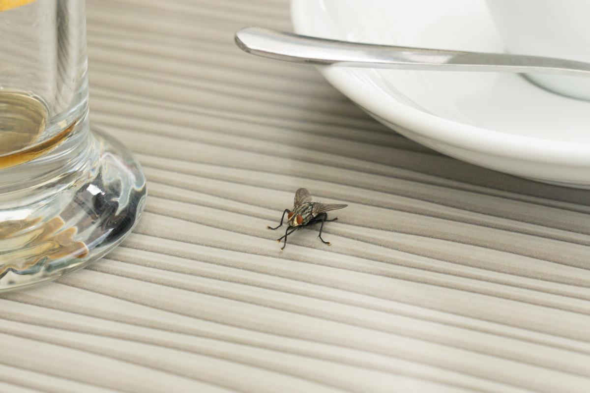 Vinegar and lemon to avoid flies