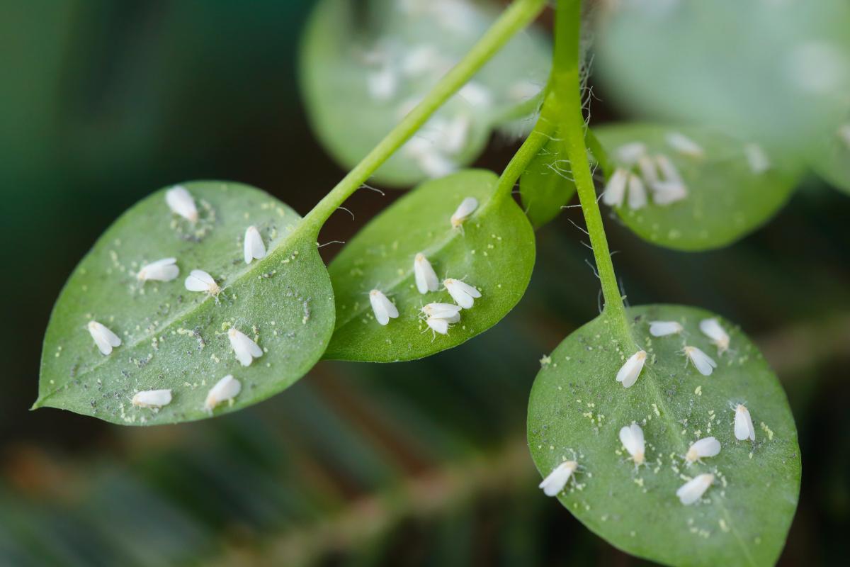 Here are the plants affected most by the white fly