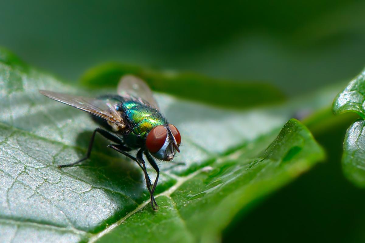 Which plants contrast the flies in the garden