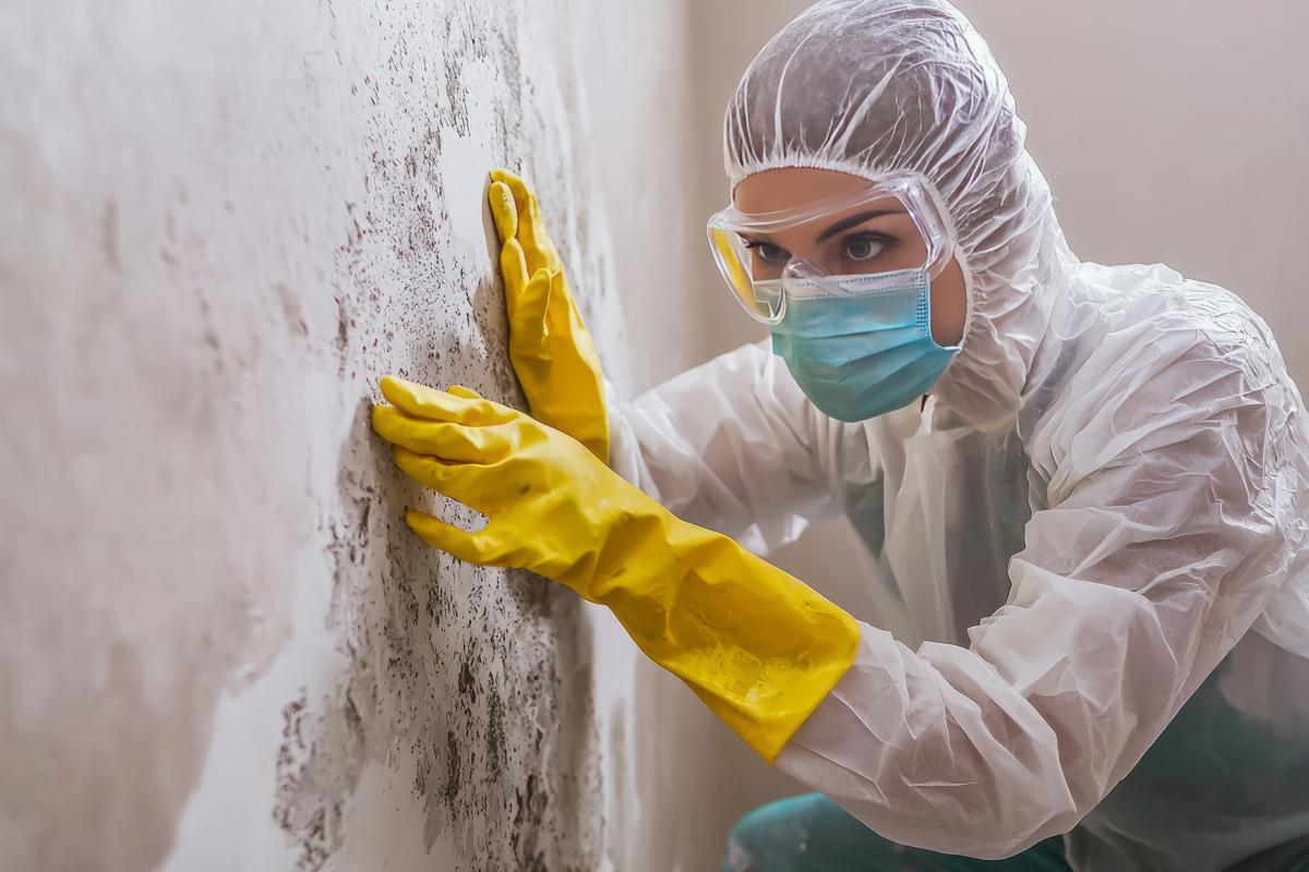 Expert that evaluates mold on a wall