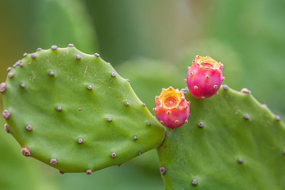 Here are the fatty plants that are easily caught