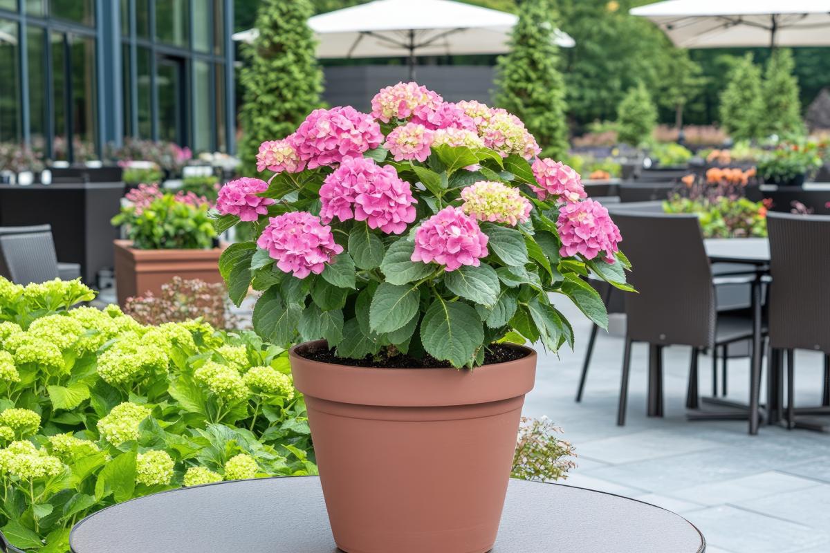 Repotting the hydrangeas