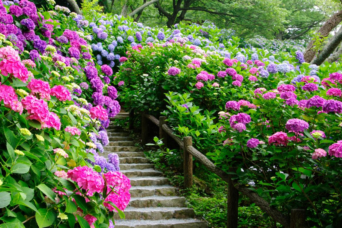 Care of hydrangeas