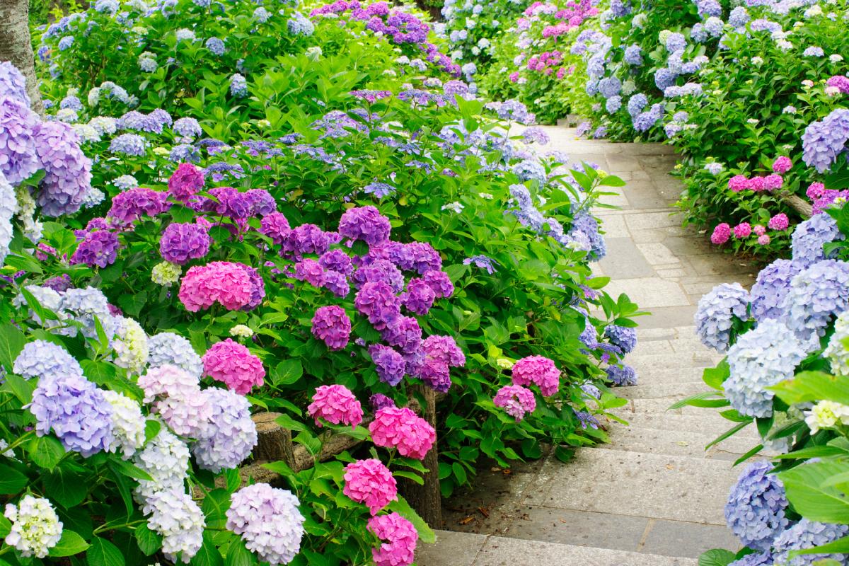 How to fertilize the hydrangeas