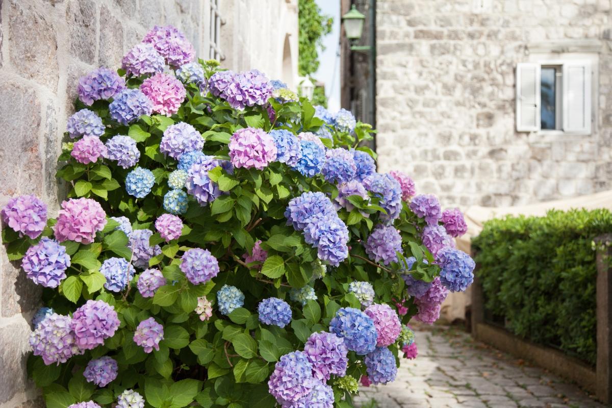 Put the hydrangeas in the pot in May