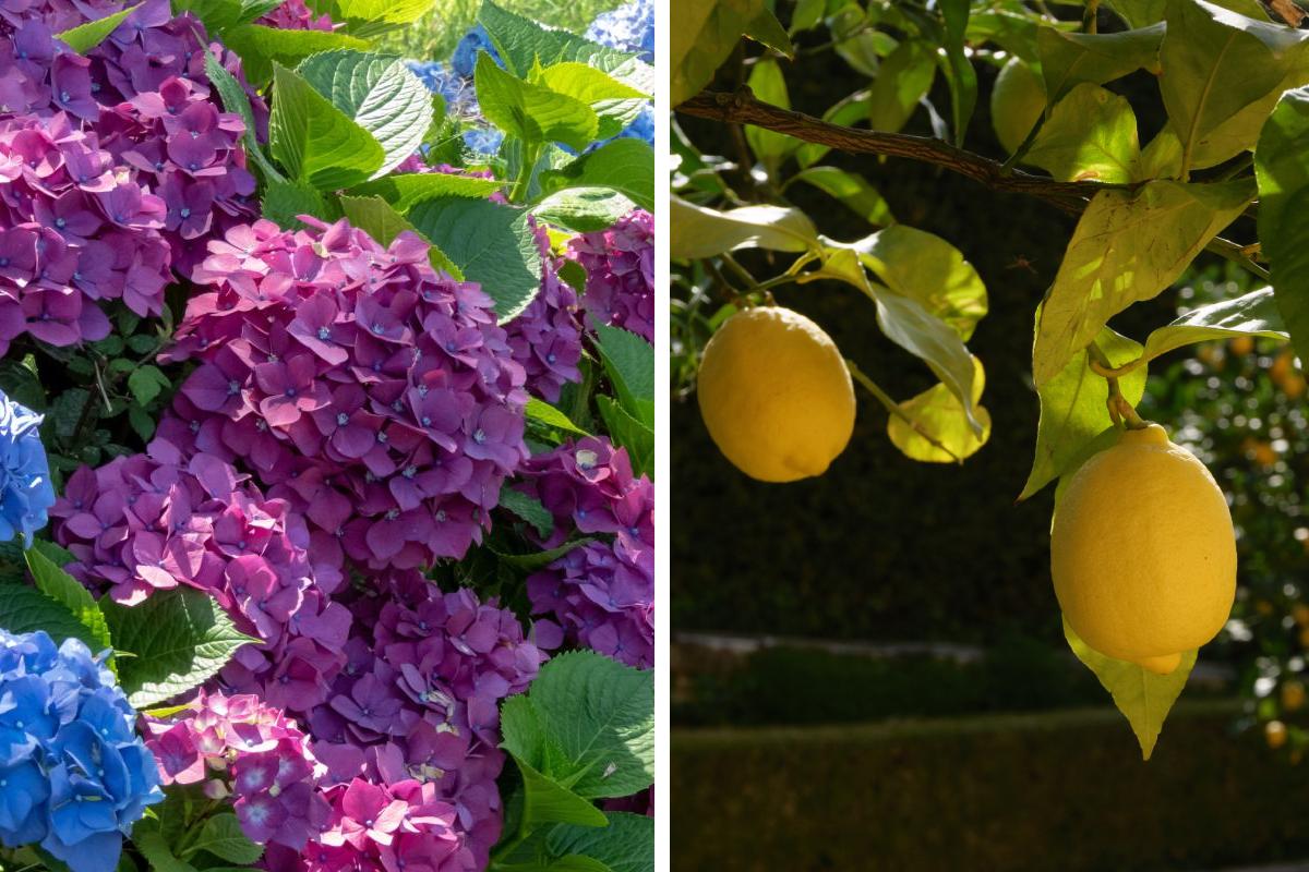 Vinegar to fertilize the hydrangeas and lemon plants