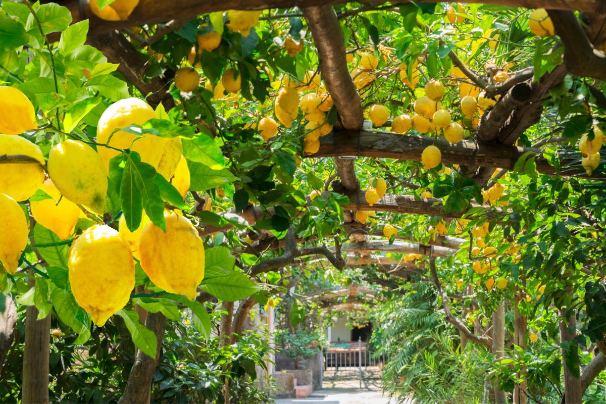 Natural fertilizers for the lemon plant