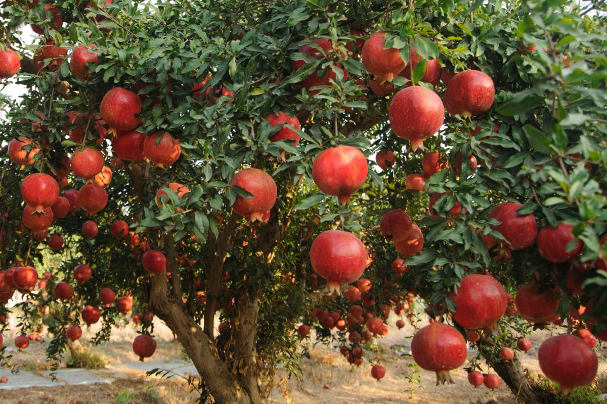 Melograno's yellowed leaves: here are the reasons