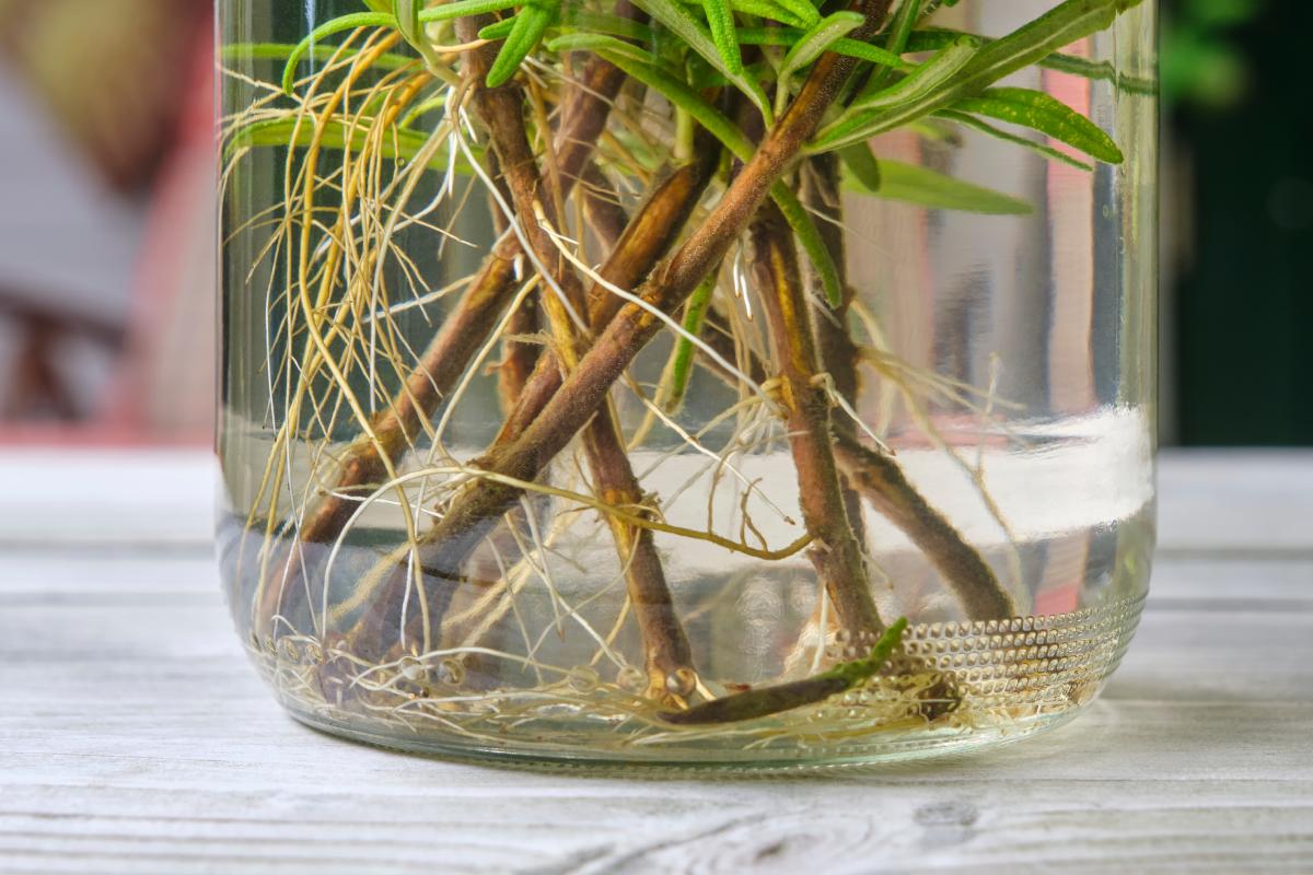 The trick for the cuttings