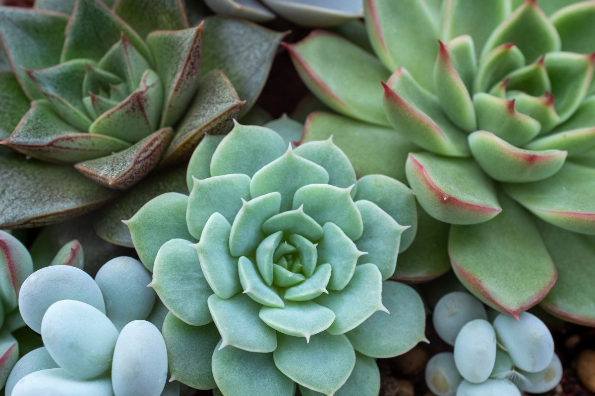 Errors that ruin the fatty plants