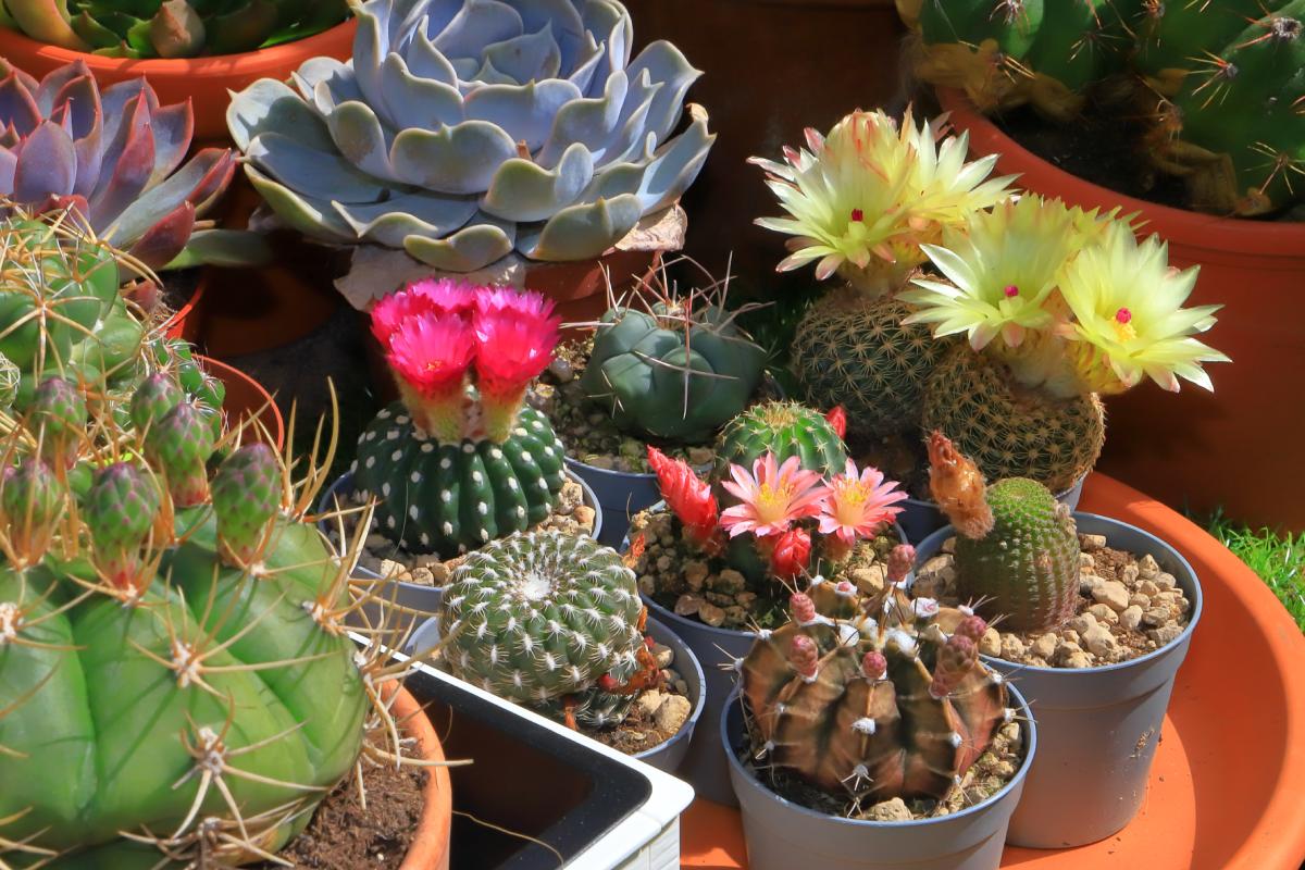 Plants with summer blooms