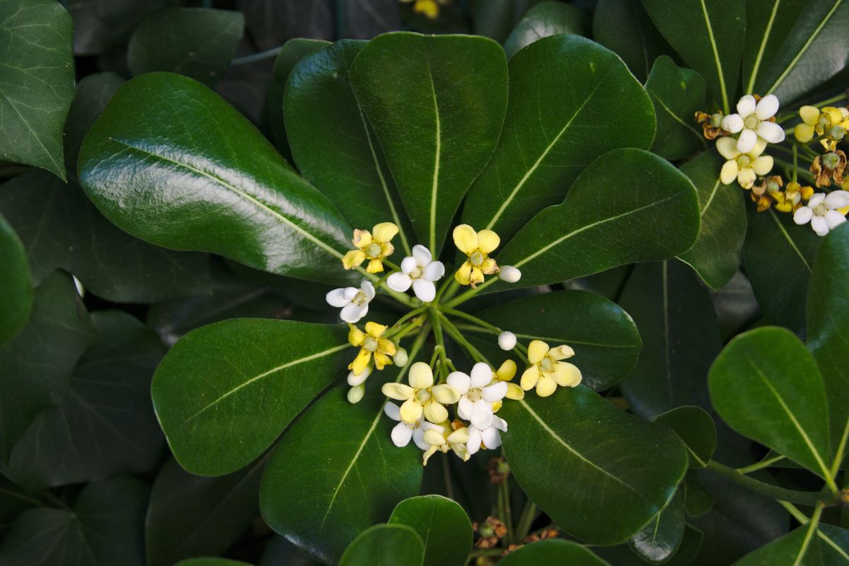 Garden perfumed shrubs