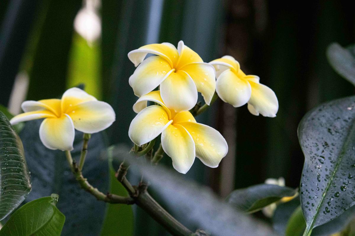 5 summer plants and where to put them
