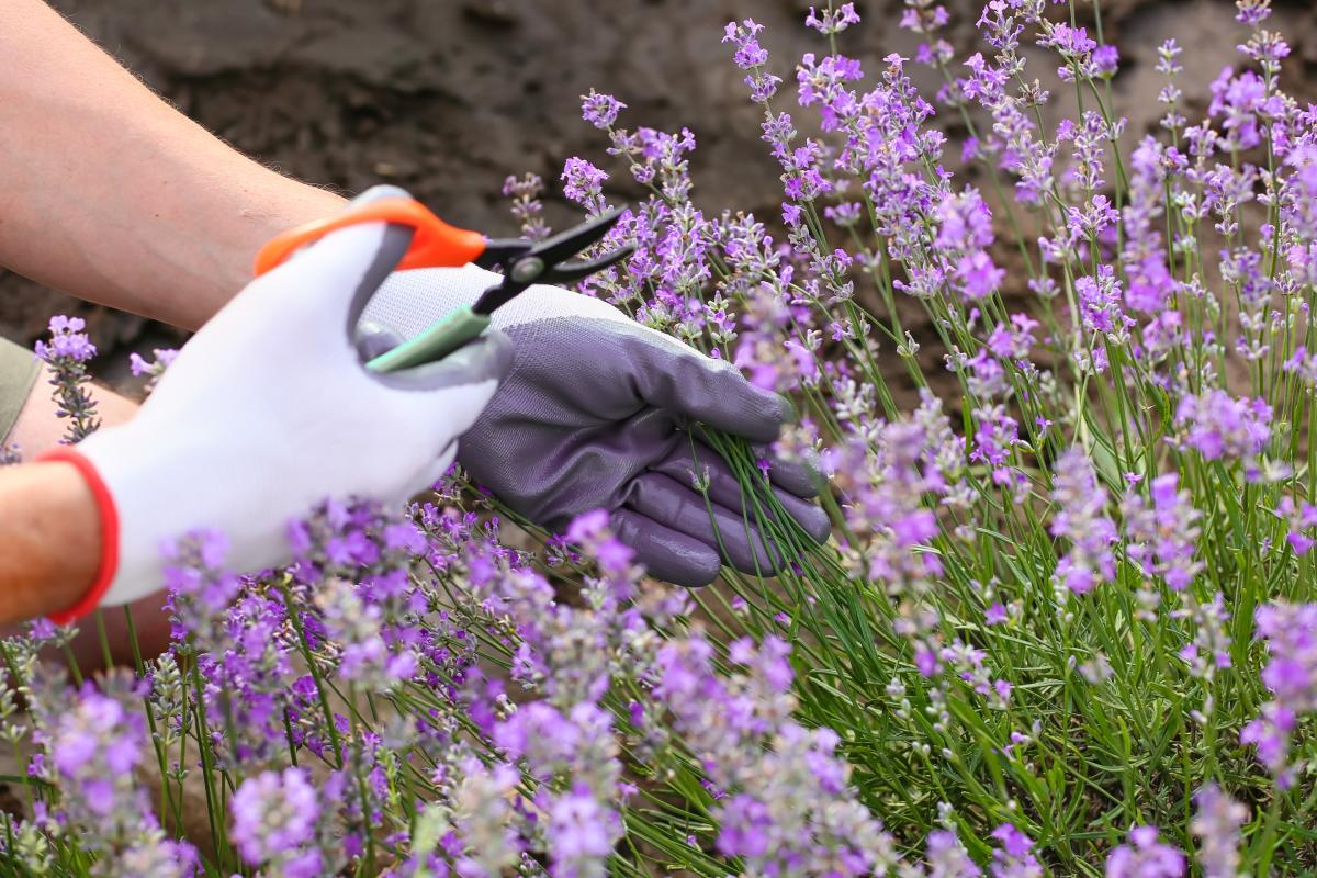 Treat lavender in June on the balcony