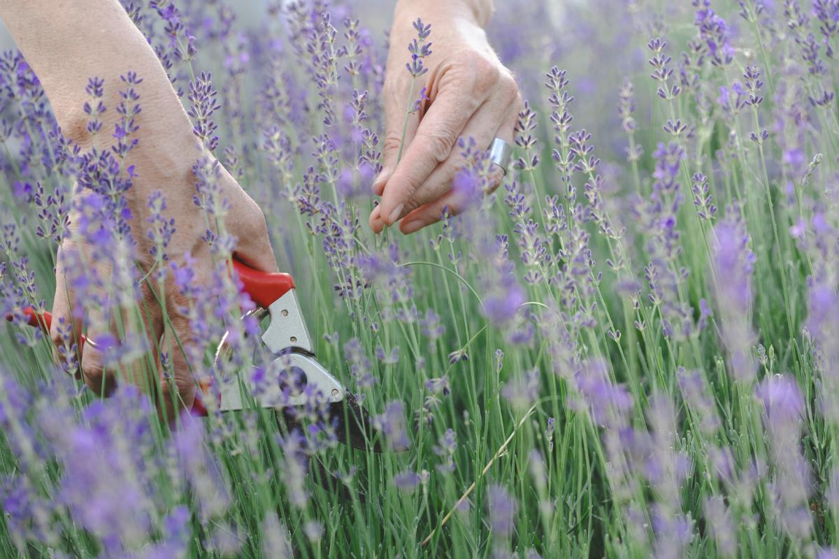 In May we have to prune lavender