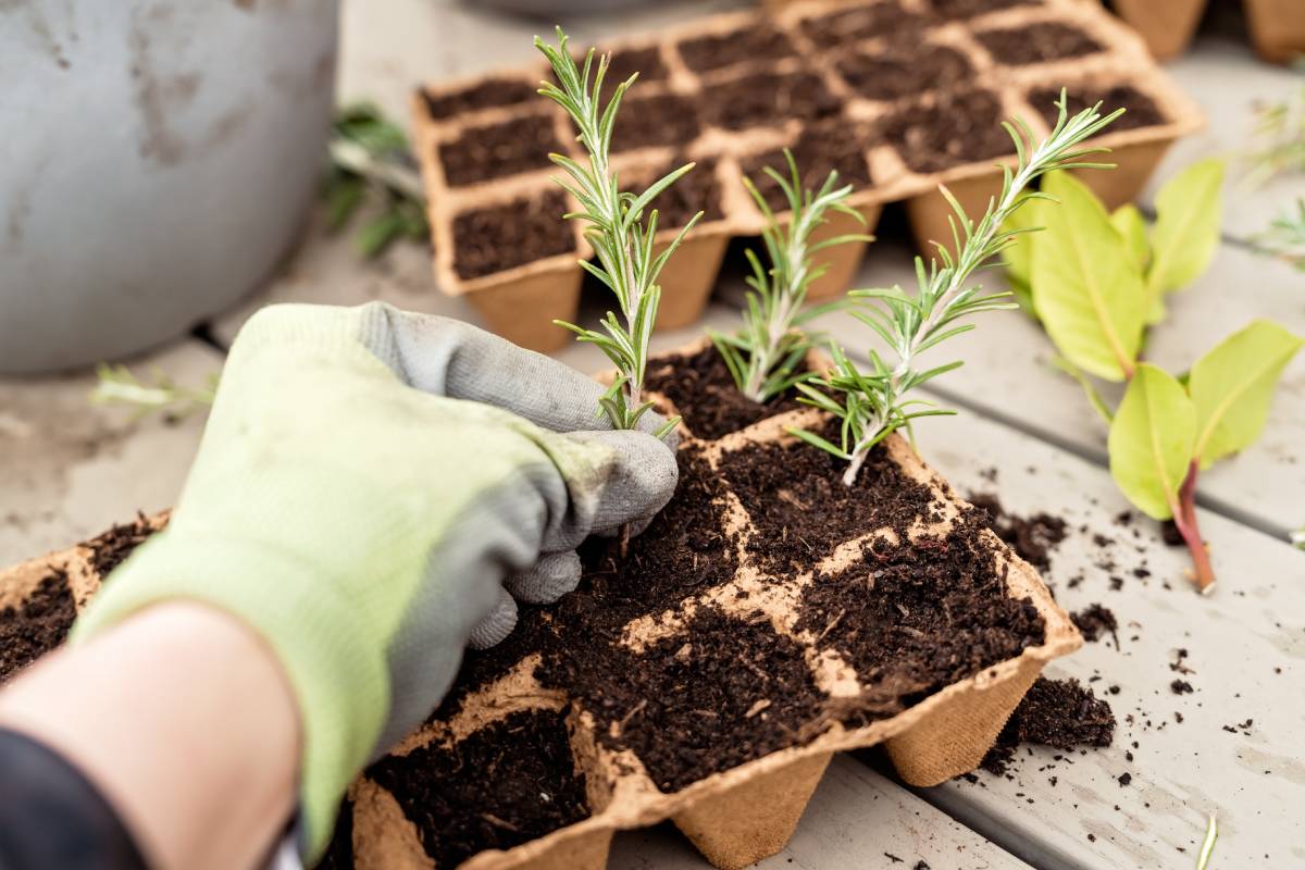 How to make Rosmarino's cuttings