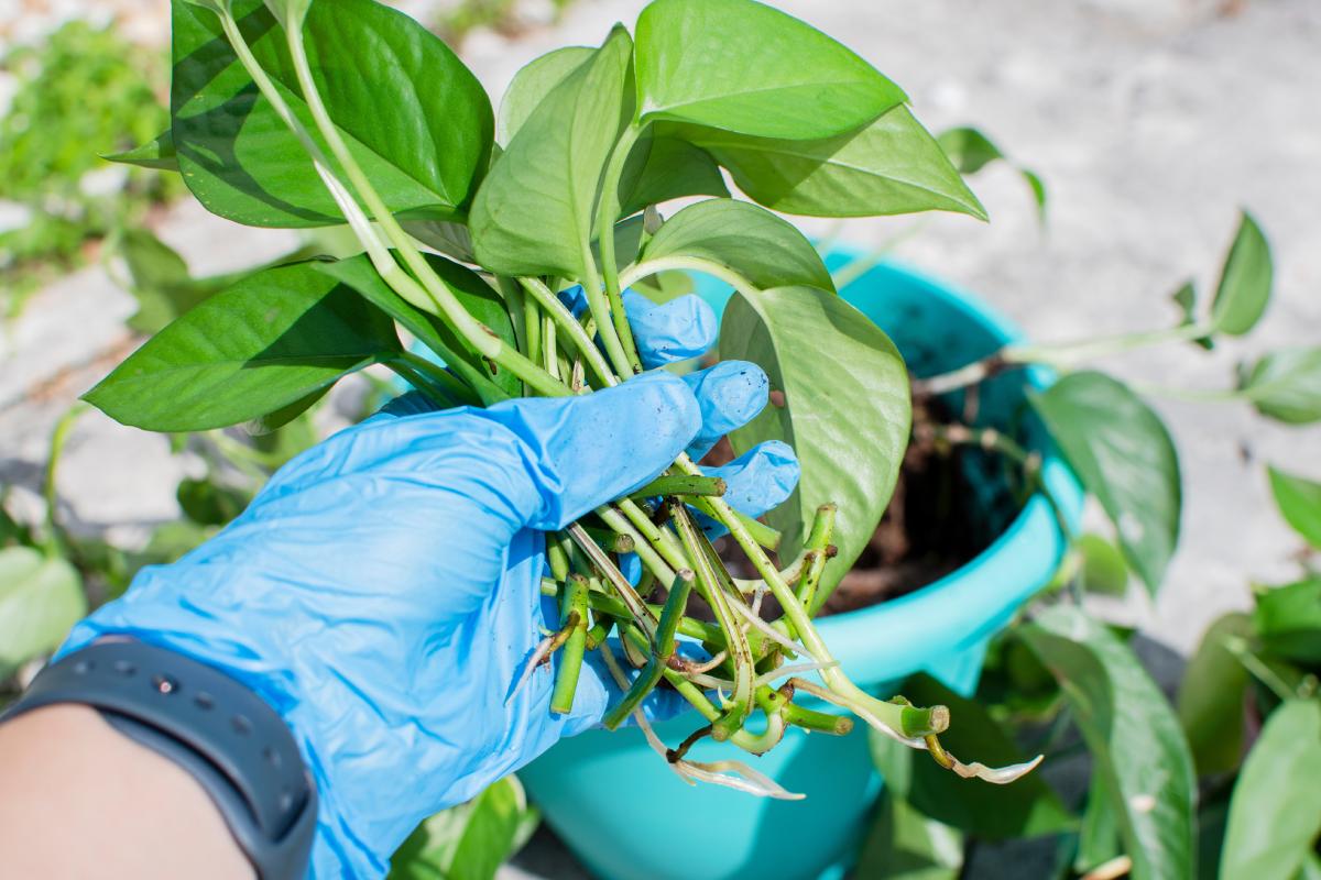 The 10 plants that can be easily propagated