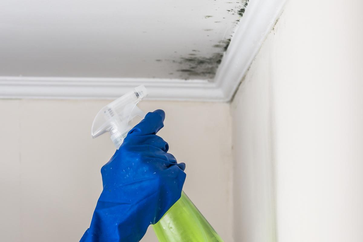 Remove the mold from the ceiling without damaging the painting