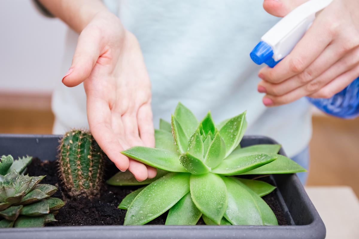 How to clean fatty plants
