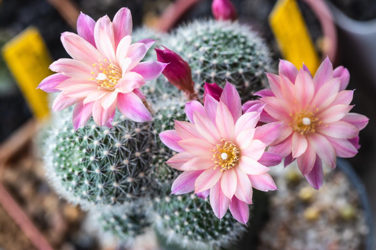 Fatty plants with a splendid flowering