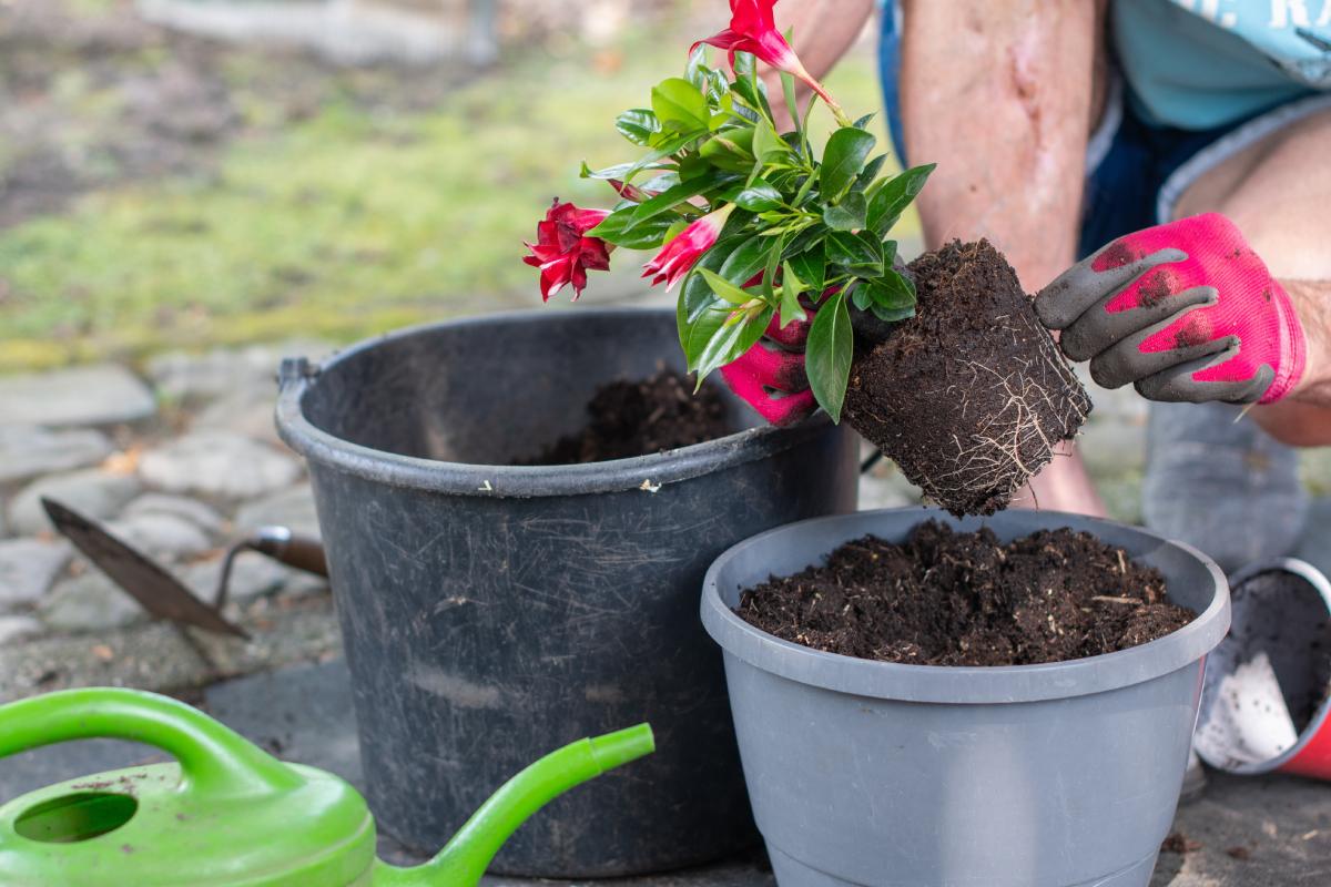 Repotting the mandevilla